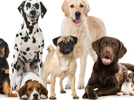 Doggy daycare business
