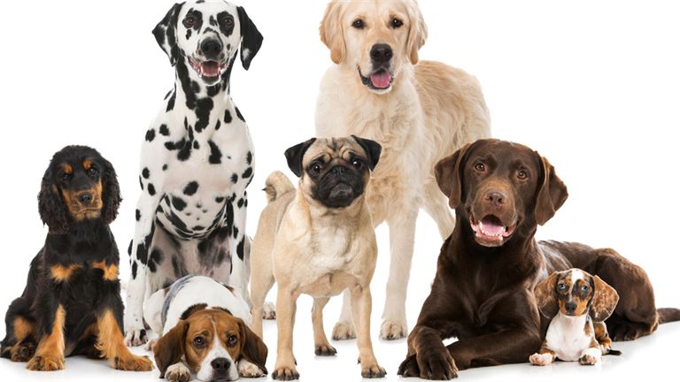 dog daycare business